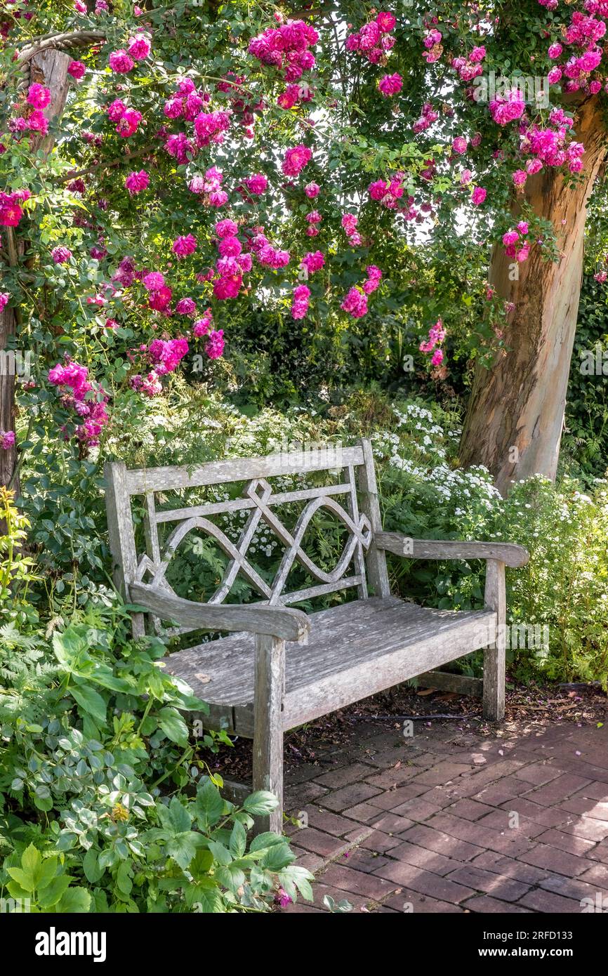 Rosengarten Holzbank mit Oase der Ruhe. Traditionelle Holzbank mit Blick auf Gärten mit leuchtend rosa Rosen im Frühling Stockfoto