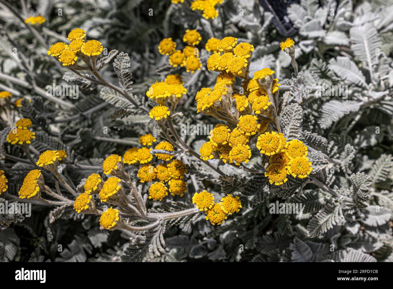 Tanacetum Haradjanii ( Pyrethrum Asteraceae ) immergrüne Gewohnheit mit silberweißen Stämmen und silbergrauen Blättern. Gelbe Blumenköpfe trugen lose Koriander. Stockfoto