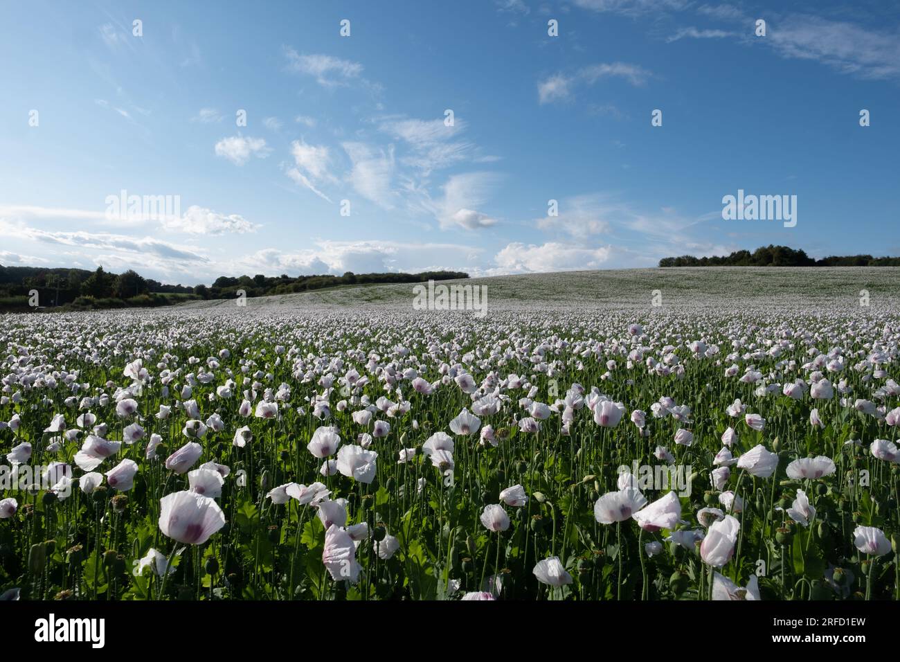 Weiße Mohnblumen wachsen in der Nähe von Wallingford, auf dem Weg nach Henley. Stockfoto