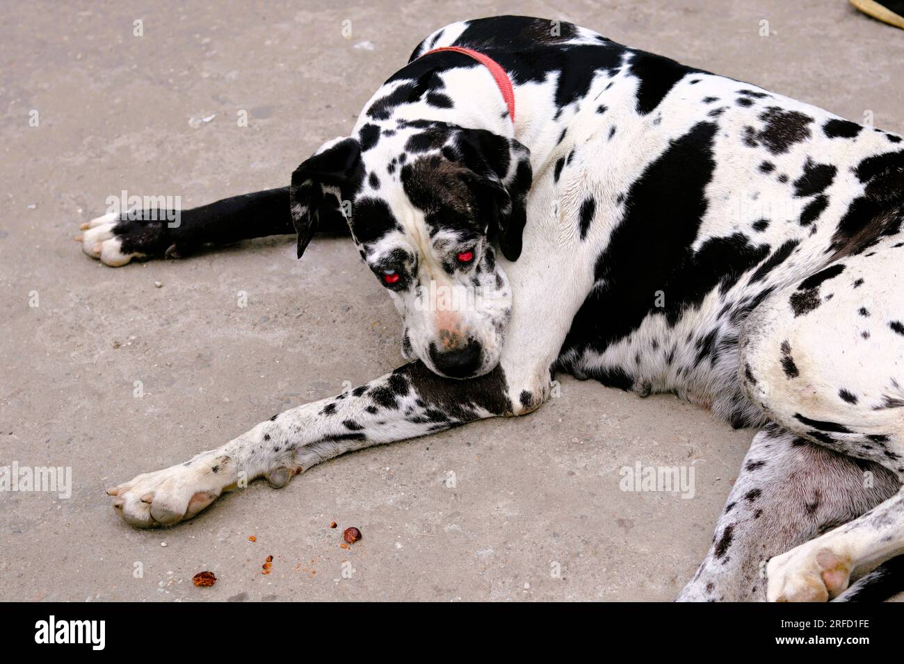 DER BEÄNGSTIGENDSTE HUND, DEN ICH JE GESEHEN HABE Stockfoto