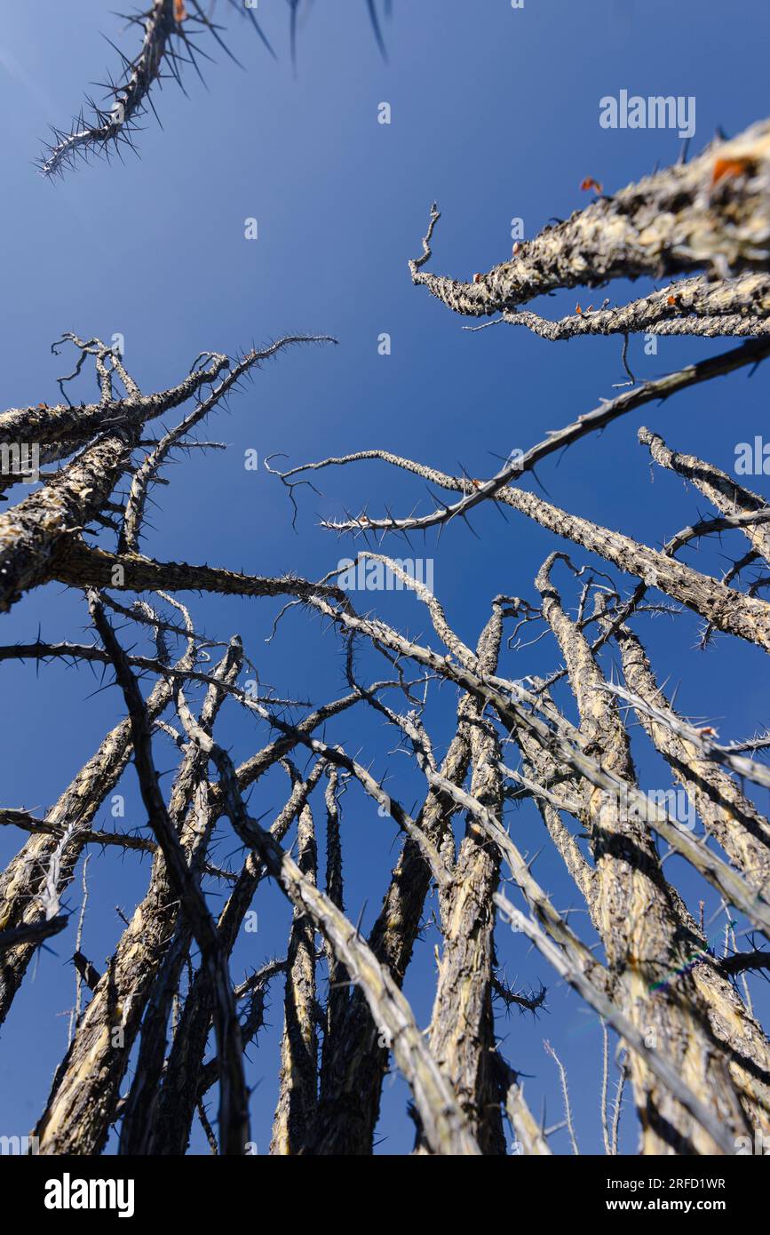 Kakteen im Saguaro-Nationalpark in Arizona, USA Stockfoto