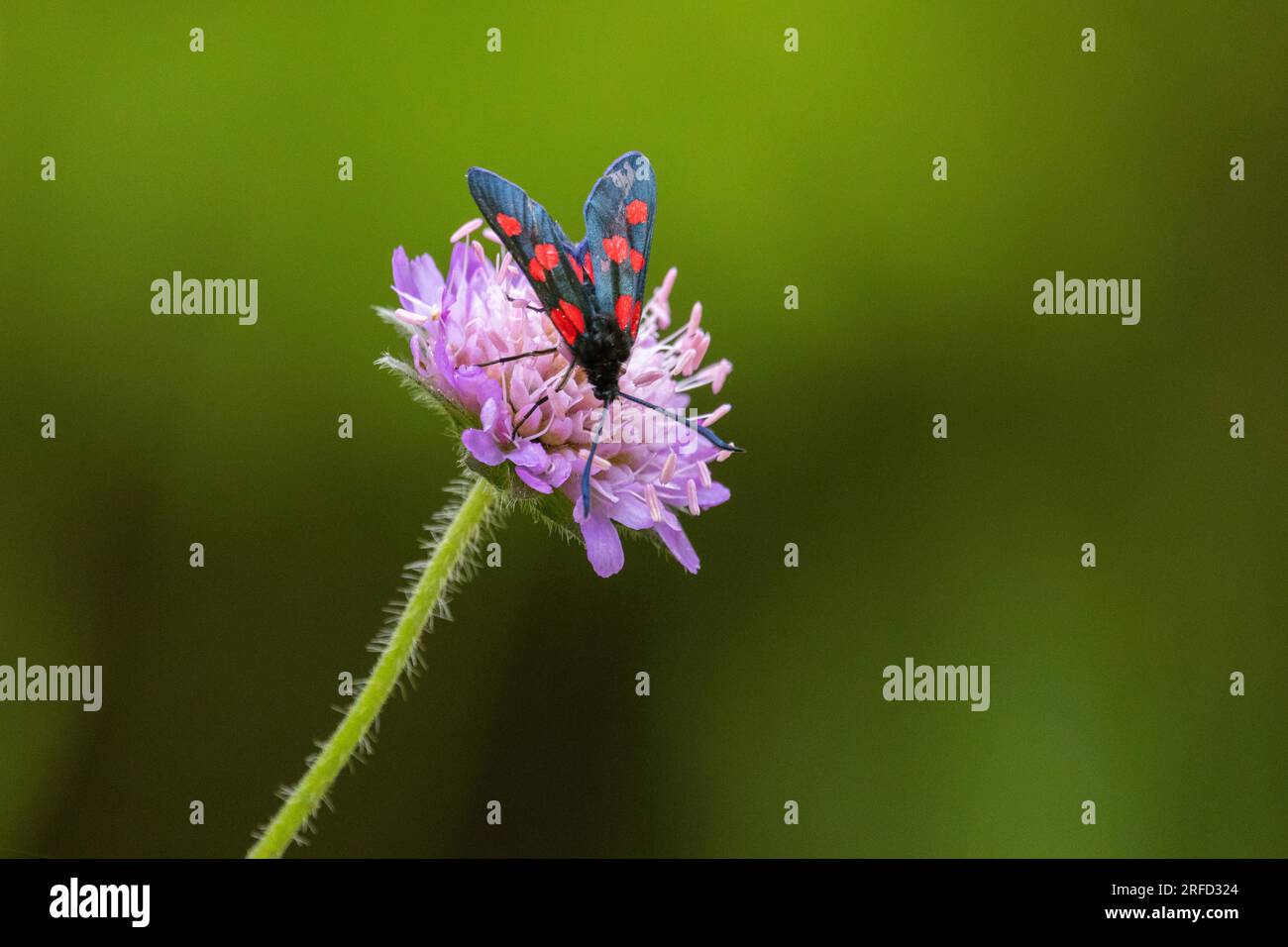 Schwarzer Schmetterling mit roten Flecken Stockfoto