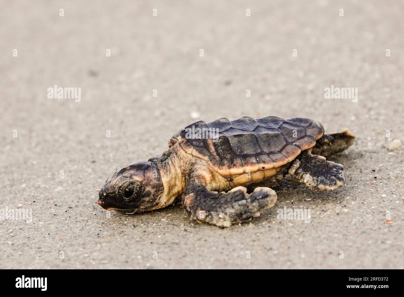 Isle of Palms, Vereinigte Staaten von Amerika. 02. August 2023. Eine vom Aussterben bedrohte Karettschildkröte schlüpft in Richtung Atlantik, nachdem sie am 2. August 2023 auf der Isle of Palms, South Carolina, aus dem Nest entlassen wurde. Meeresschildkröten schlüpfen Babys aus Nestern, die in Sanddünen gegraben sind und schlüpfen einmal über den offenen Strand zum Meer. Kredit: Richard Ellis/Richard Ellis/Alamy Live News Stockfoto