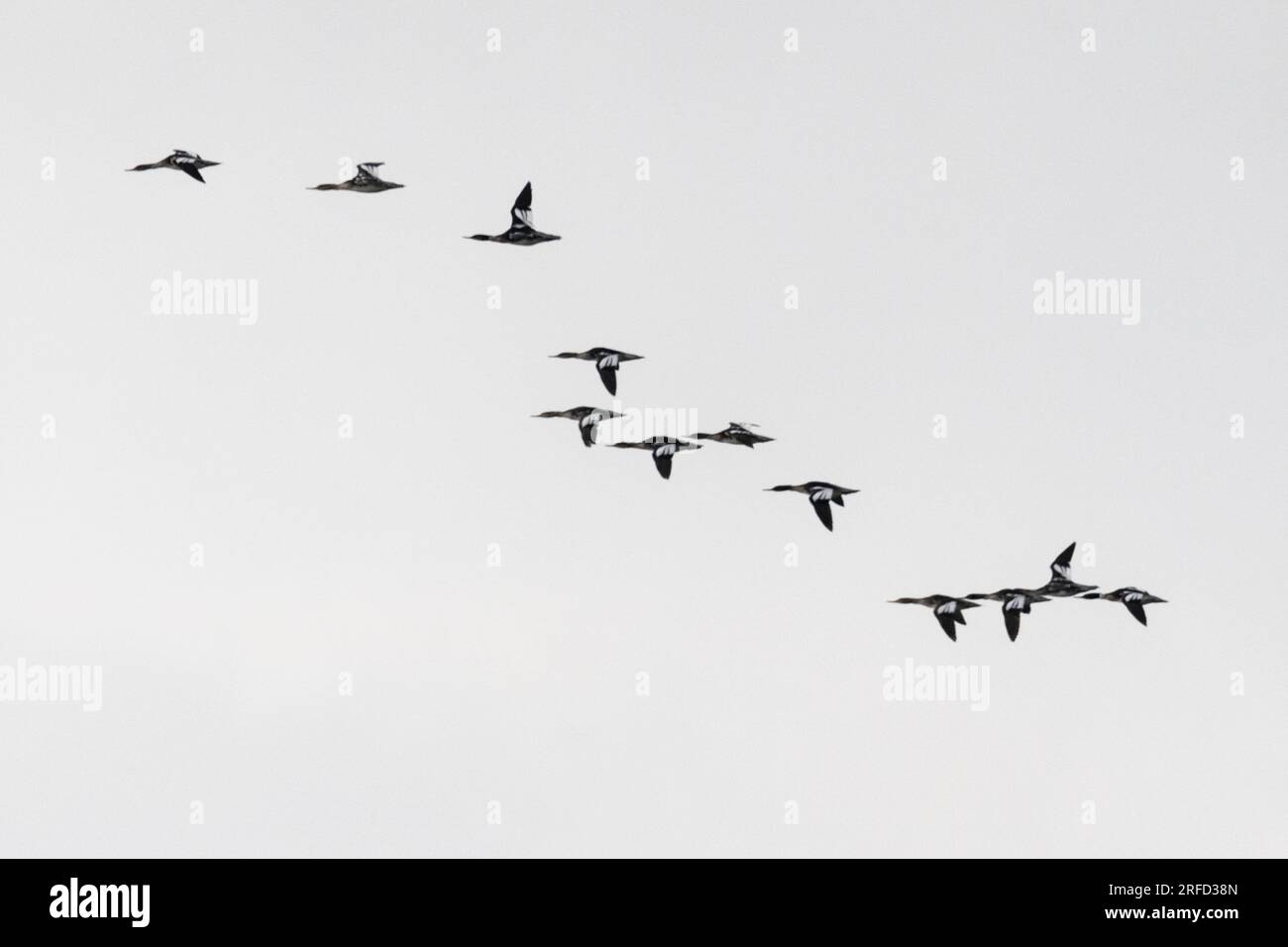 Eine Herde gemeiner Merganser (Mergus merganser)-Formation fliegt Stockfoto