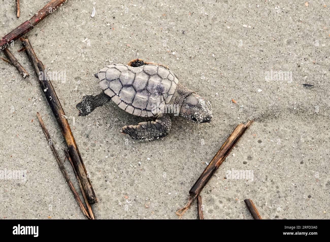 Isle of Palms, Vereinigte Staaten von Amerika. 02. August 2023. Eine vom Aussterben bedrohte Karettschildkröte schlüpft in Richtung Atlantik, nachdem sie am 2. August 2023 auf der Isle of Palms, South Carolina, aus dem Nest entlassen wurde. Meeresschildkröten schlüpfen Babys aus Nestern, die in Sanddünen gegraben sind und schlüpfen einmal über den offenen Strand zum Meer. Kredit: Richard Ellis/Richard Ellis/Alamy Live News Stockfoto