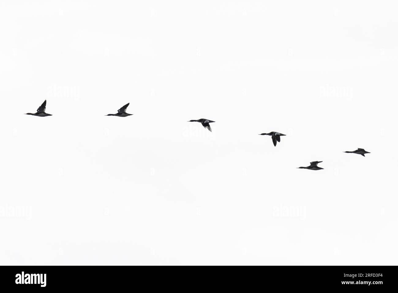 Eine Herde gemeiner Merganser (Mergus merganser)-Formation fliegt Stockfoto