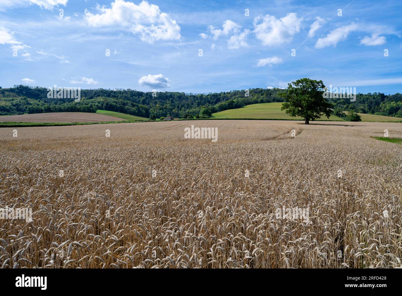 Ein Sommerblick auf Manorfarm Down und Heyshott Down über Ackerland, West Sussex, England, Großbritannien Stockfoto