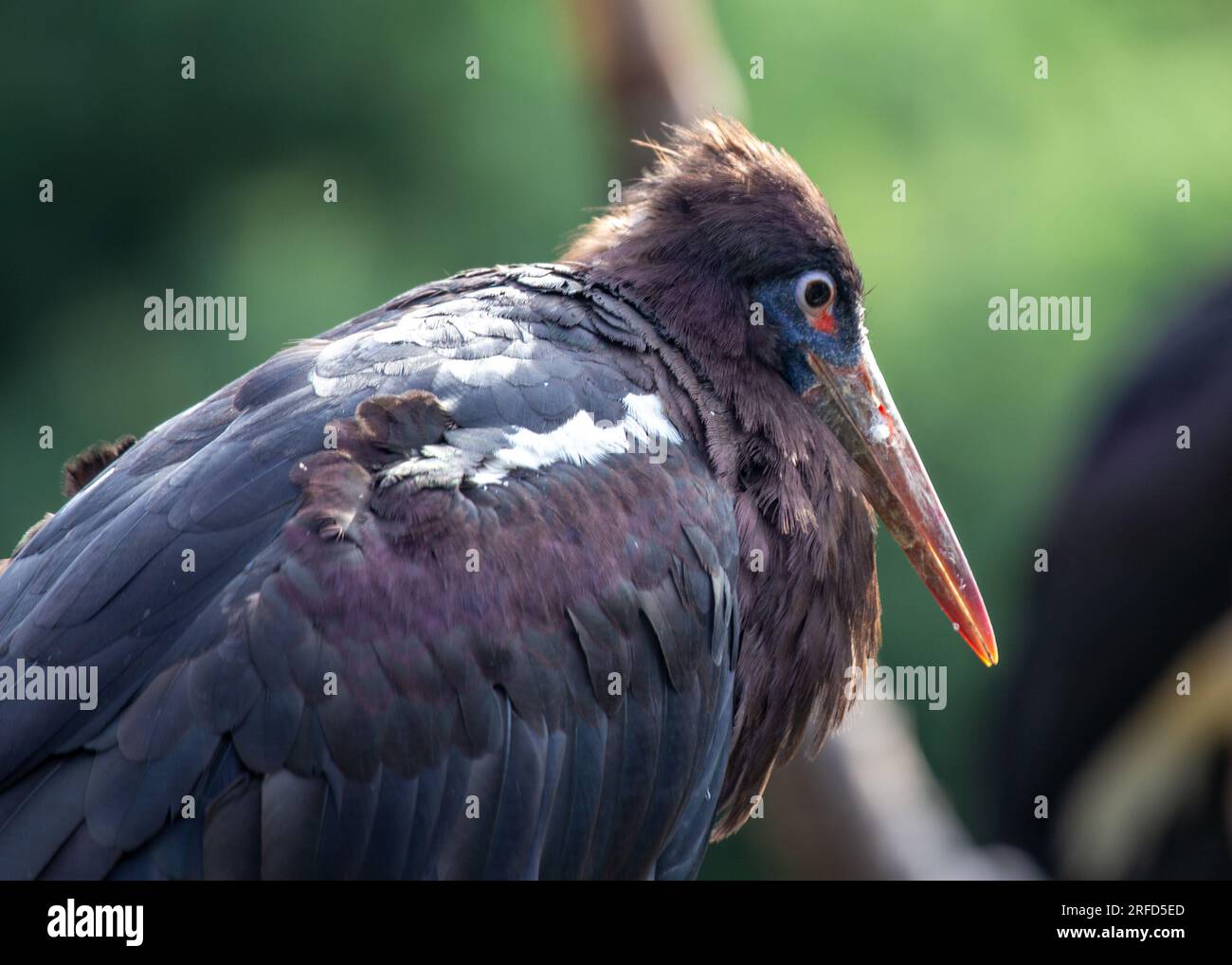 Abdims Storch, Ciconia abdimii, ein Zugvogel, der im Grasland und in den Savannen Afrikas zu finden ist, mit unverwechselbarem Schwarz-Weiß-Gefieder und faszinierendem Stockfoto