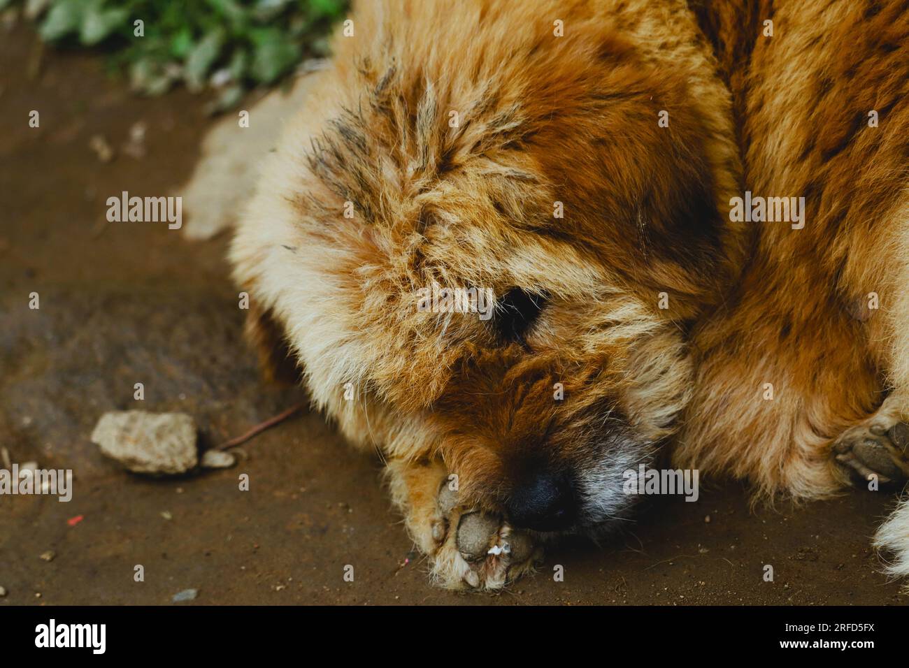 DER HÄUFIGSTE HUND IN HIILS Stockfoto