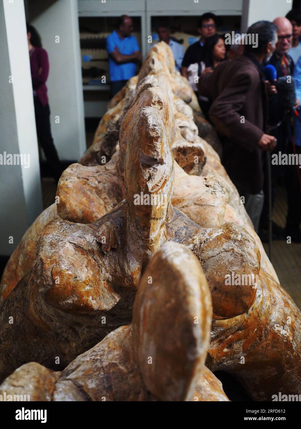 Lima, Peru. 02. Aug. 2023. Versteinerte Wirbel des „Perucetus Colossus“, des schwersten Tieres in der Geschichte der Erde, im Naturkundemuseum der Nationalen Universität von San Marcos (UNMSM). Der Perucetus Colossus war ein Wal, der vor 39 Millionen Jahren lebte, und es wird angenommen, dass er mit einer Länge von 20 Metern 199 Tonnen wog. Der Fossil wurde 2013 vom peruanischen Paläontologen Mario Urbina in der Wüste Ica entdeckt. Kredit: Fotoholica Press Agency/Alamy Live News Stockfoto