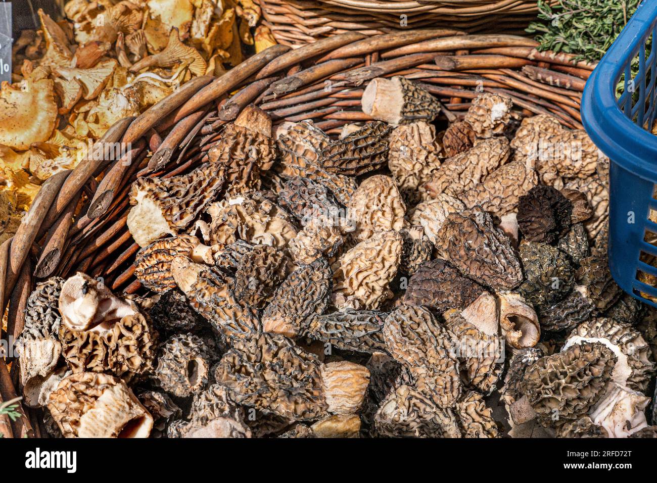 MOREL PILZE MARKT BIETEN luxuriöse seltene, teure, frische Morel Pilze auf dem Borough Market Bauernmarkt Southwark London UK Morchella ist eine Gattung von essbaren Sackpilzen, die eng mit anatomisch einfacheren Becherpilzen in der Ordnung Pezizales (Division Ascomycota) verwandt ist. Diese charakteristischen Pilze haben ein Wabenmuster aufgrund des Netzes von Graten, deren Gruben ihre Kappen bilden. Morchel werden von Gourmetköchen sehr geschätzt, insbesondere in der haut-Küche Stockfoto