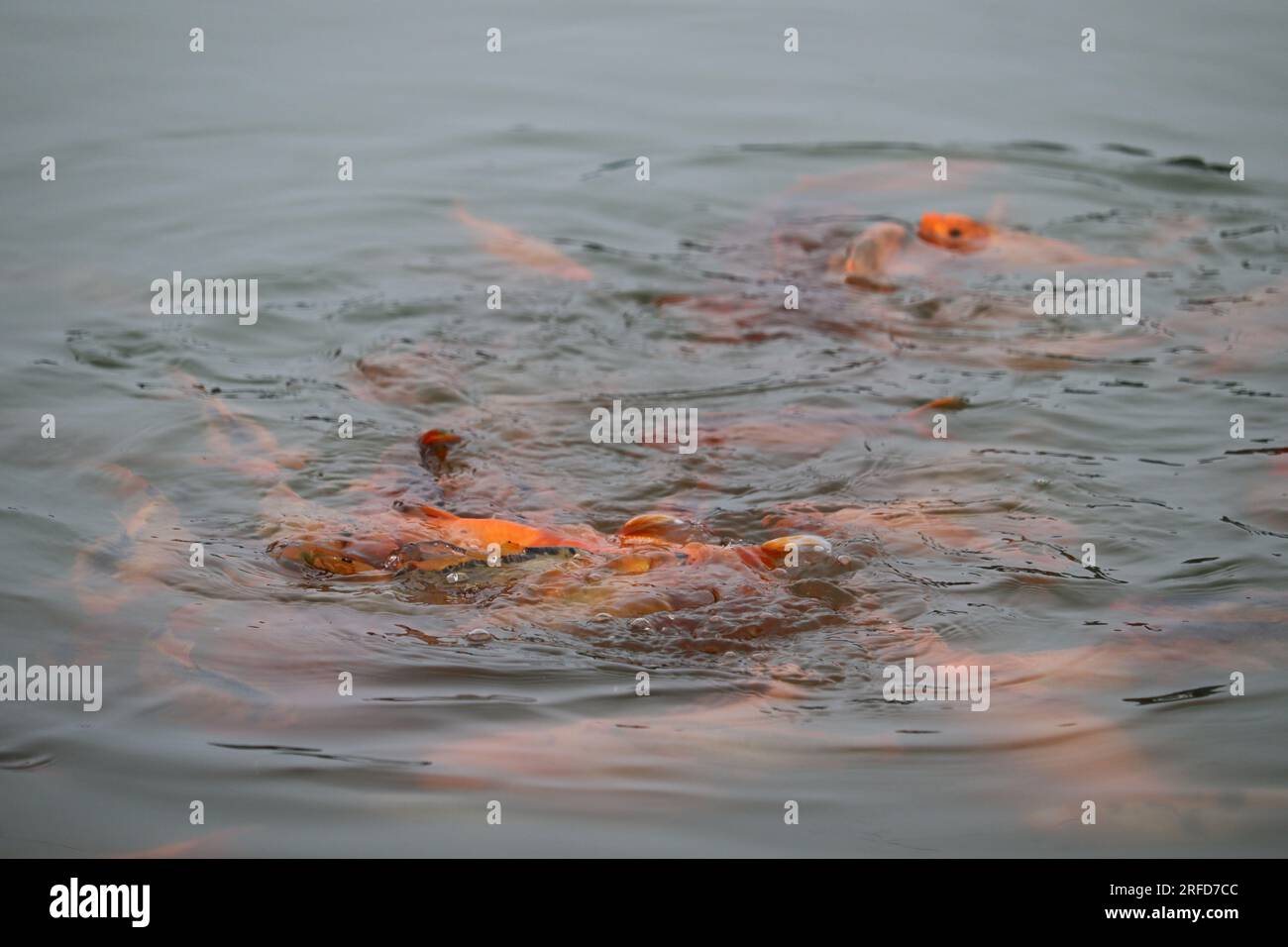 Fisch fangen bilder Fotos und Bildmaterial in hoher Auflösung Alamy