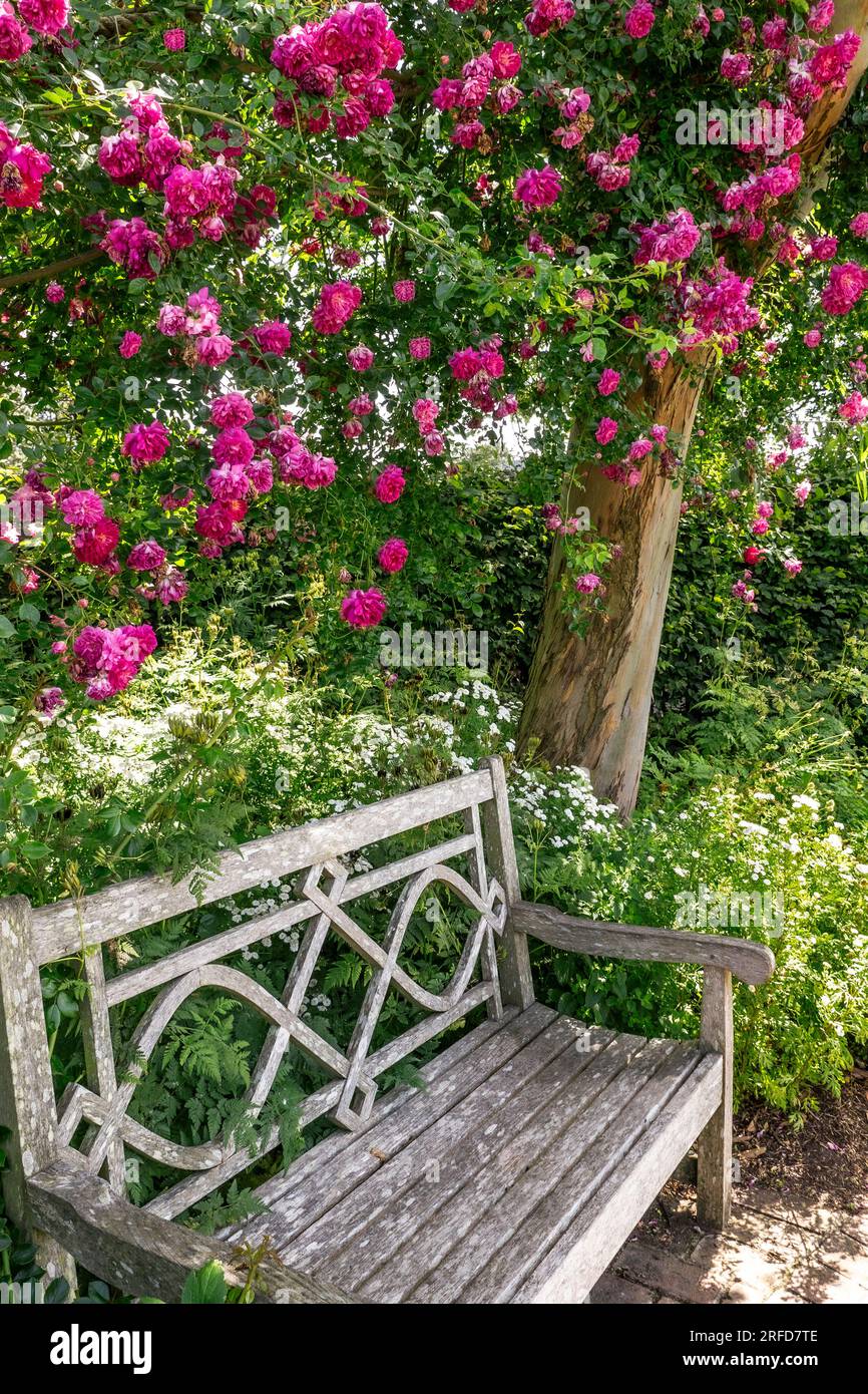Rosengarten Holzbank mit Oase der Ruhe. Traditionelle Holzbank mit Blick auf Gärten mit lebhaften Rosen in voller Frühlingsblüte, die einen attraktiven bunten natürlichen Hafen über sich bilden. Stockfoto
