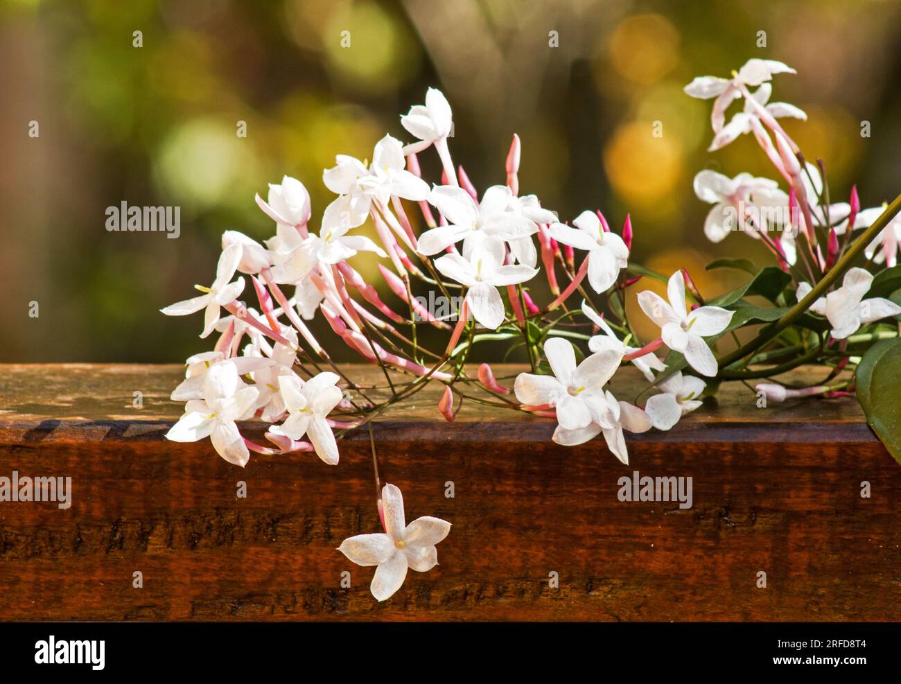 Weiße Jasminpflanze, Blüten und Knospen (Jasminum polyanthum) auf einer Holzschiene Stockfoto