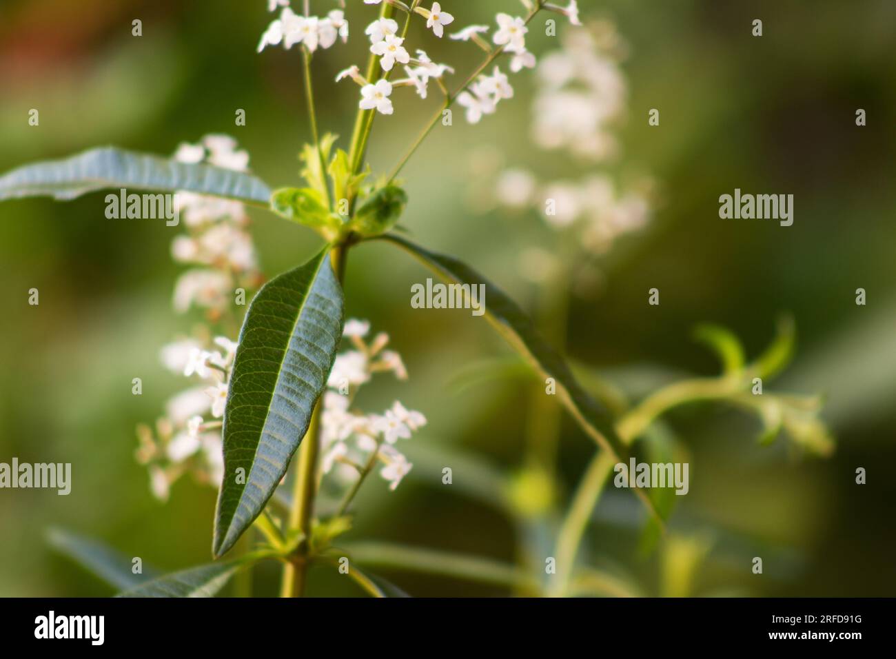Zitronenverbena, Zitronenbeere (Aloysia citrodora), Pflanze, Blätter und Blumen auf natürlichem Hintergrund Stockfoto