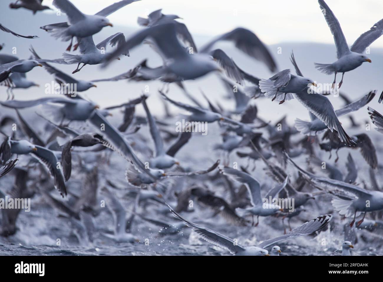 Dicker Bestand von Möwen, die nach dem Fang von Lodde von der Oberfläche der Ozeane über den Arktischen Ozean in der Mündung von Kamoyfjorden in Nordnorwegen schwirren Stockfoto