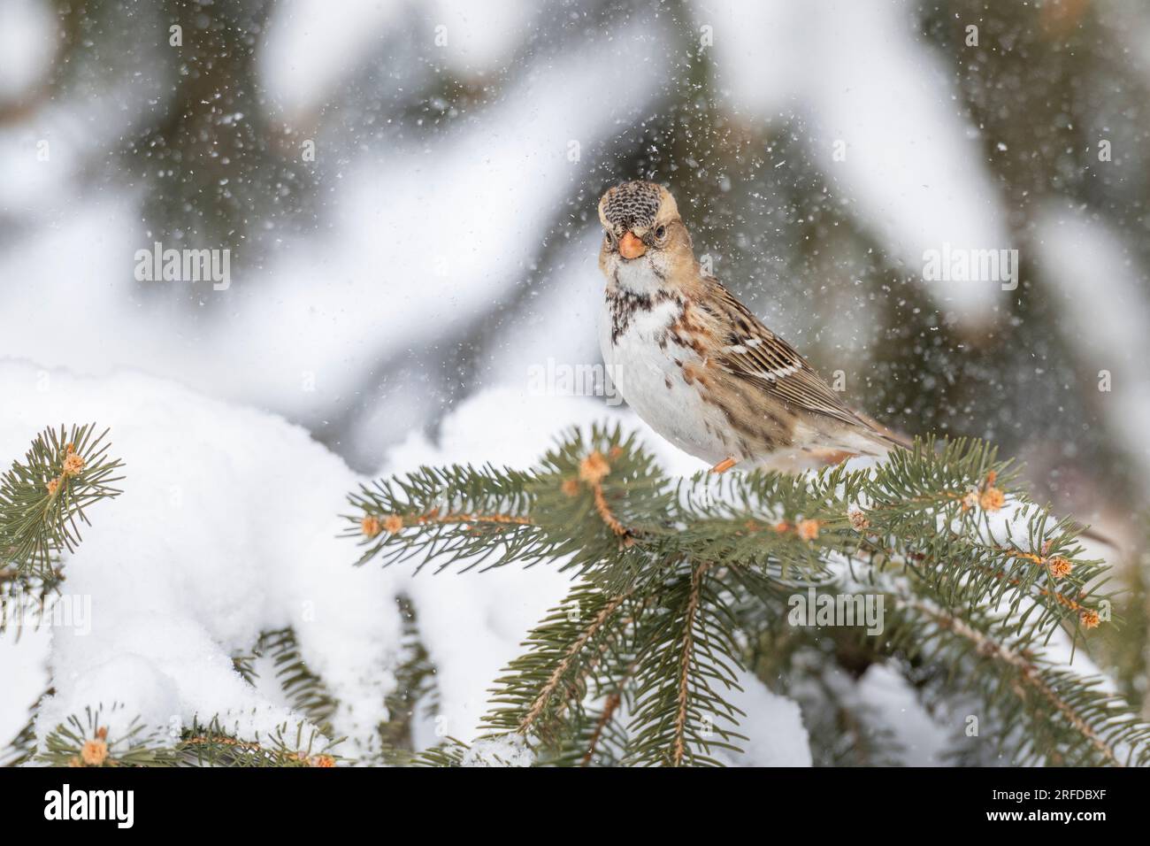 Harris's Sparrow (Zonotrichia querula), Winter, Minnesota, USA, von Dominique Braud/Dembinsky Photo Assoc Stockfoto
