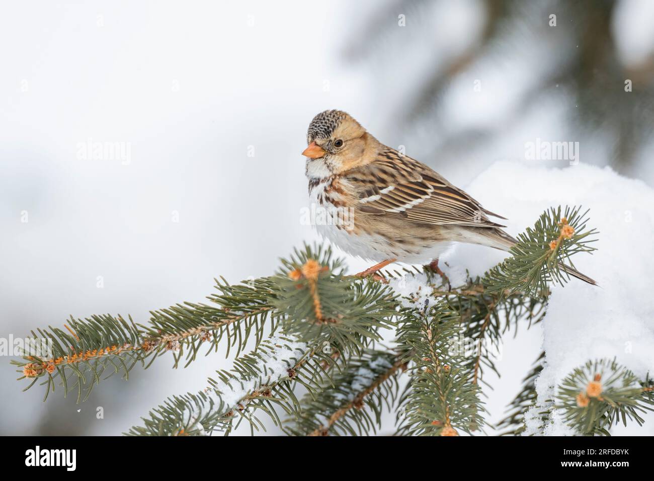 Harris's Sparrow (Zonotrichia querula), Winter, Minnesota, USA, von Dominique Braud/Dembinsky Photo Assoc Stockfoto