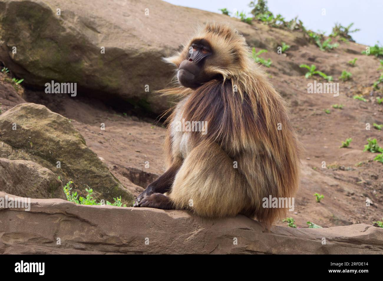 Dominanter männlicher Alpha-Pavian, der auf einem Felsen sitzt und sein Territorium bewacht. Stockfoto
