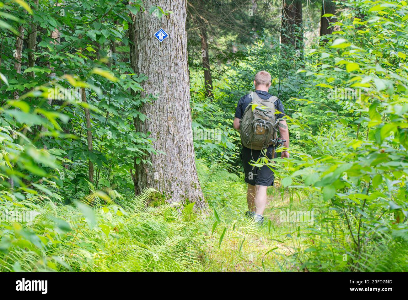 Wandern auf einem Waldweg, Wegweiser, natürliches Hintergrundbild, aktiver Lebensstil Stockfoto