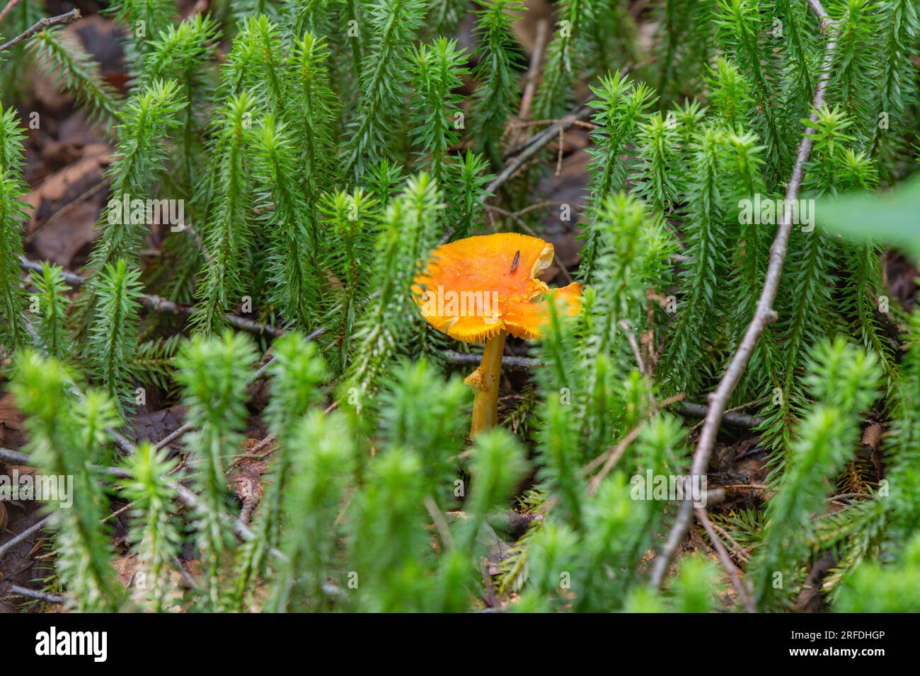 Waldpilz natürlicher Hintergrund Moosgrün Textur im Kopierbereich Stockfoto