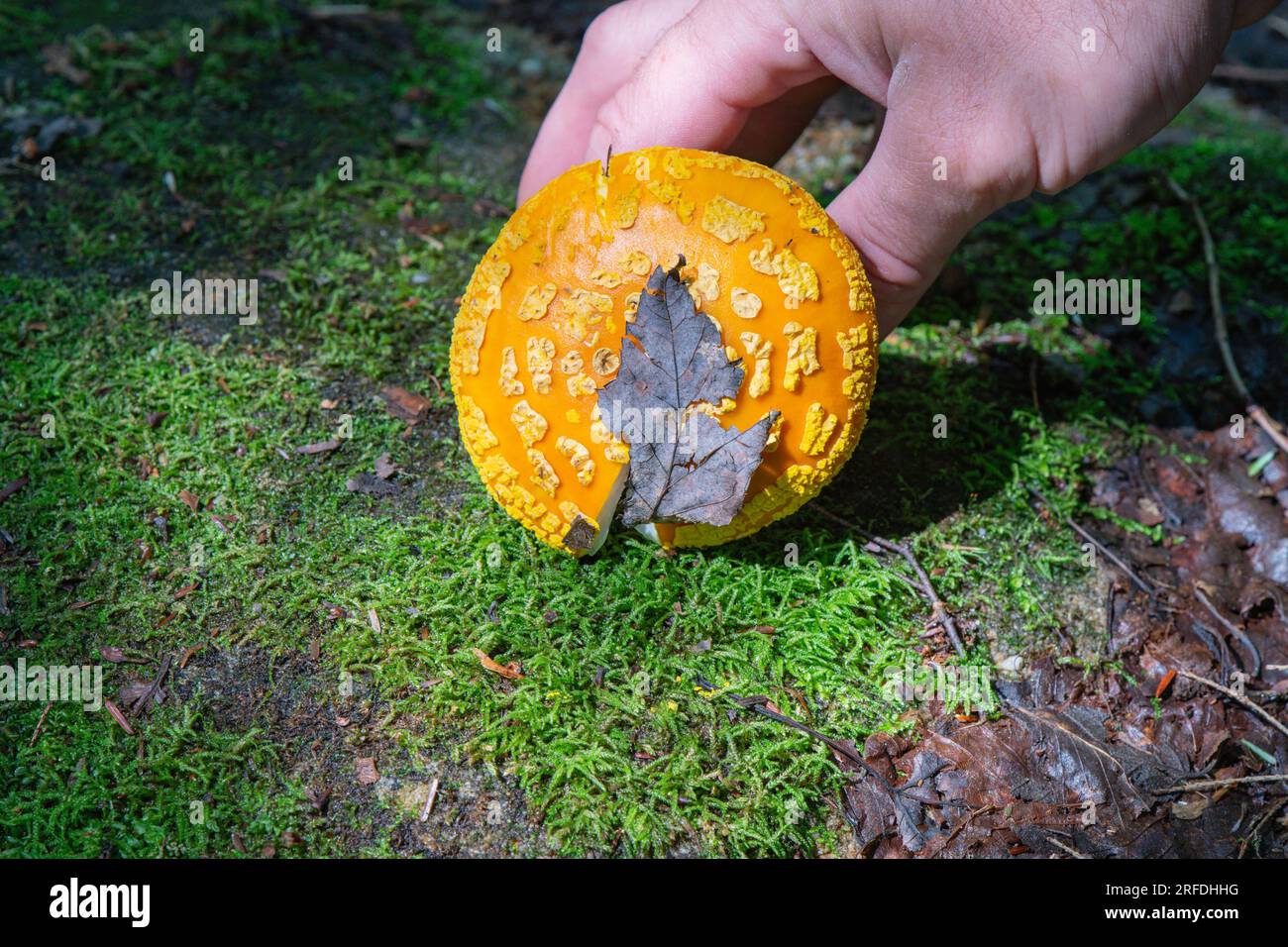 Orangefarbene gelbe Fly Agaric Pilze, die am Rande eines Wanderwegs gefunden wurden. Stockfoto