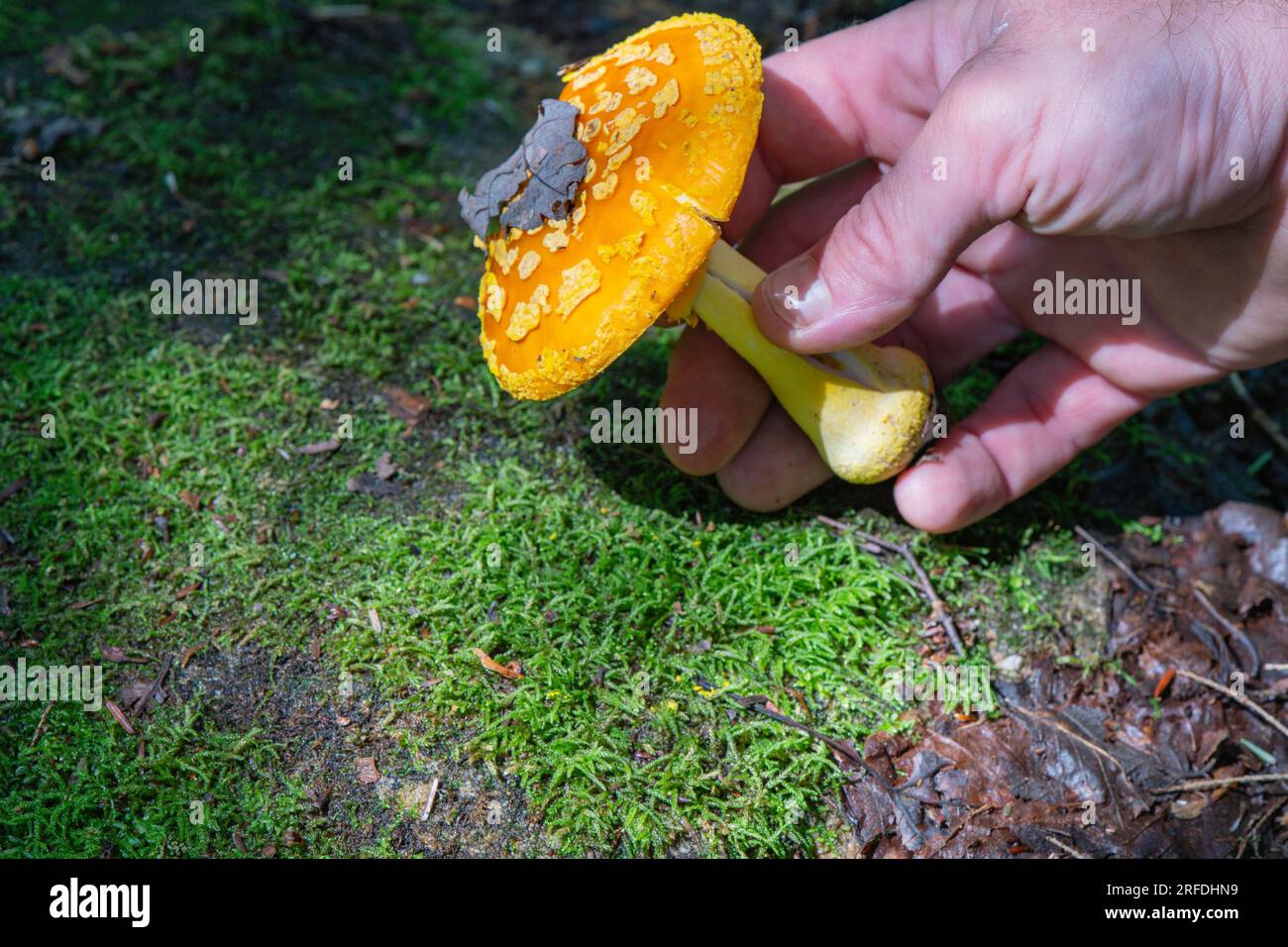 Orangefarbene gelbe Fly Agaric Pilze, die am Rande eines Wanderwegs gefunden wurden. Stockfoto