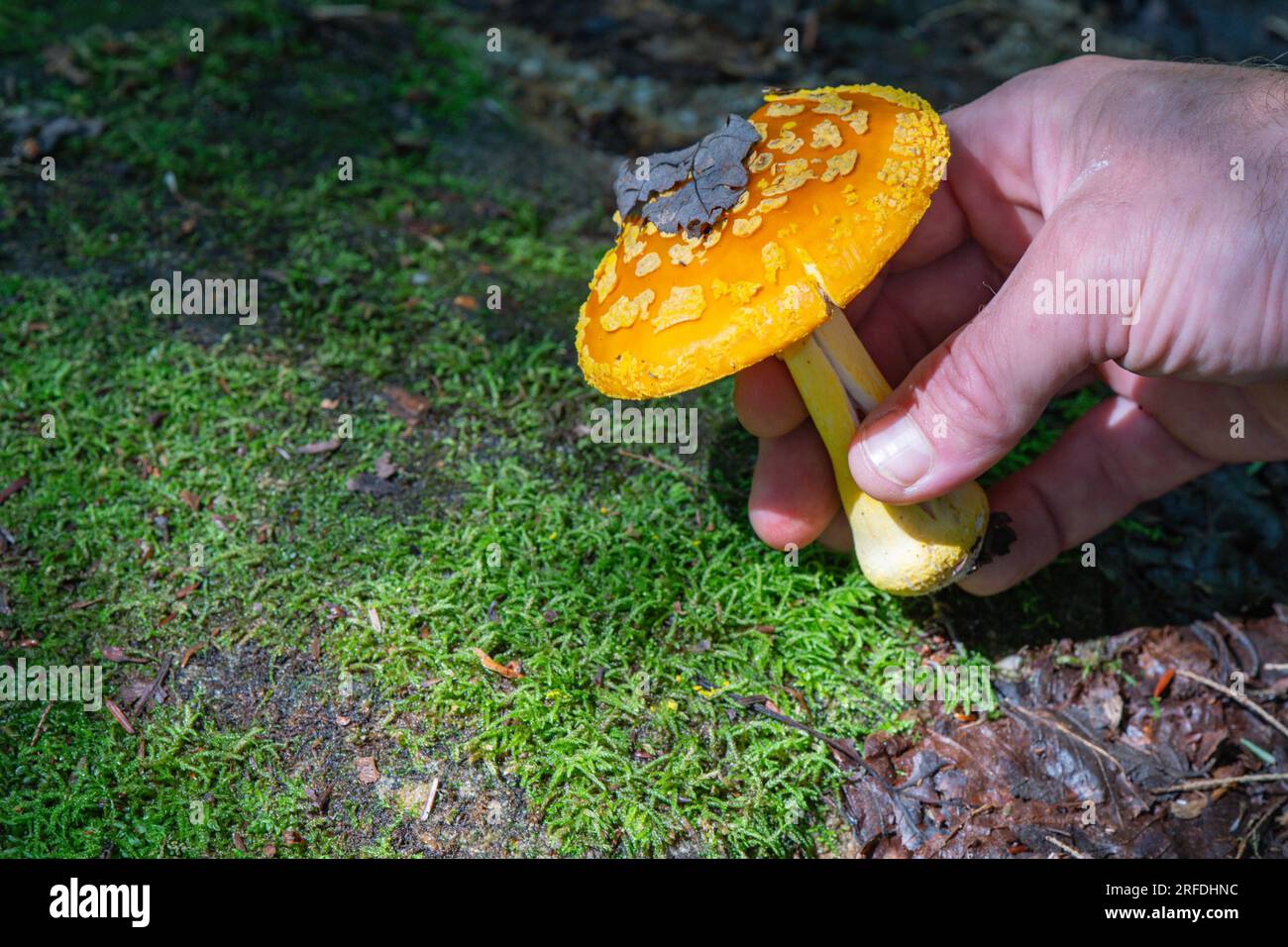 Orangefarbene gelbe Fly Agaric Pilze, die am Rande eines Wanderwegs gefunden wurden. Stockfoto