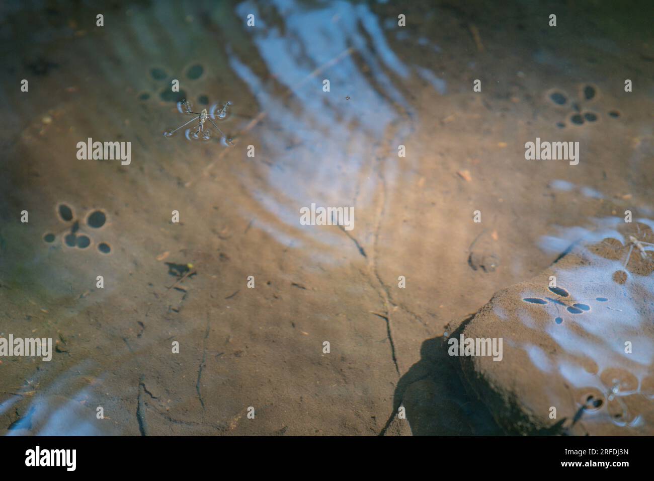 Abstrakter Hintergrund Eines Common Pond Skaters auf einem Teich, Gerris lacustris Stockfoto