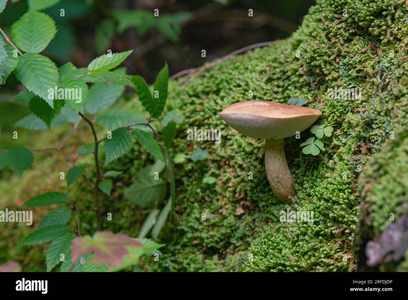 Waldpilz natürlicher Hintergrund Moosgrün Textur im Kopierbereich Stockfoto