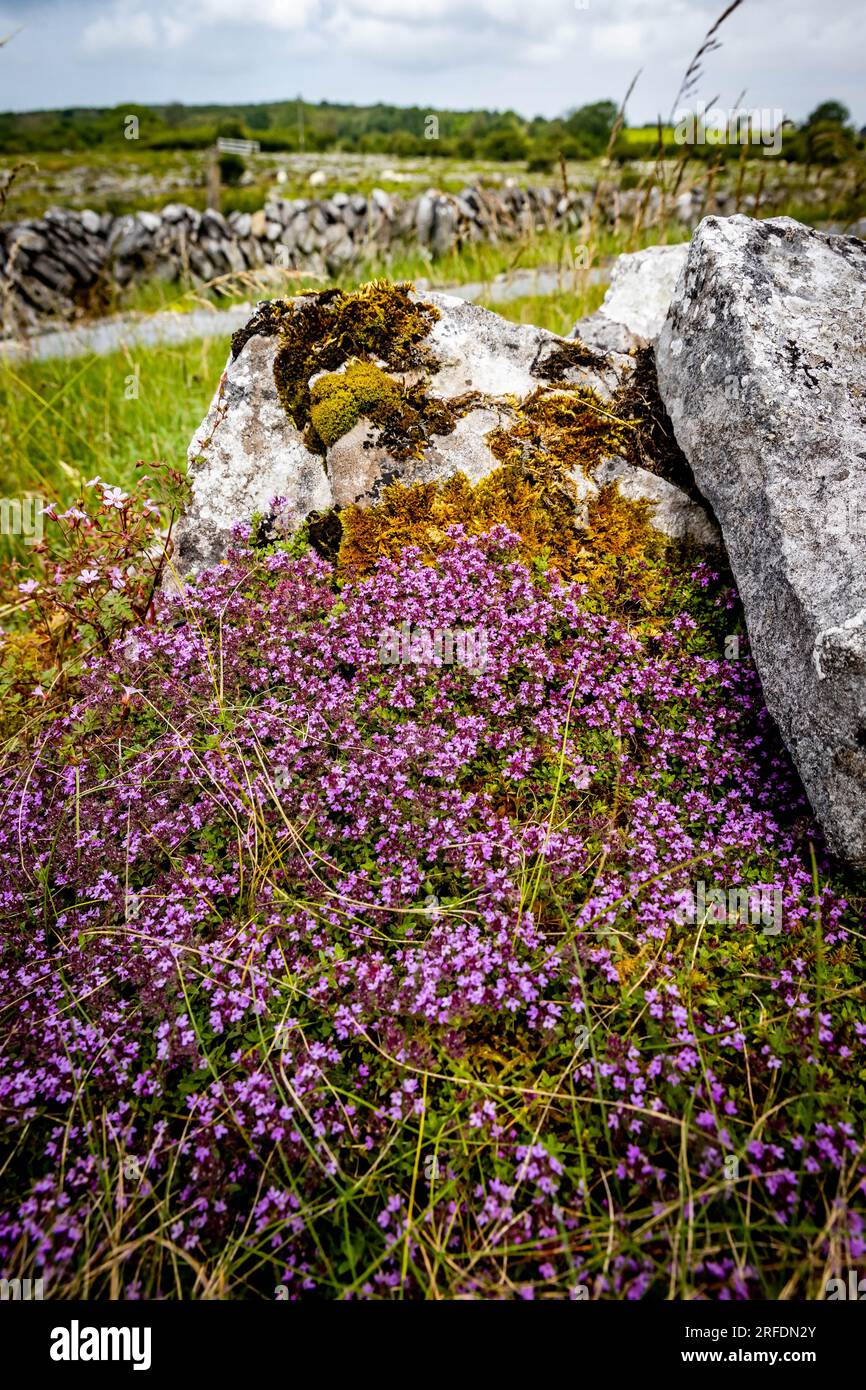 Wunderschöne Blumen blühen im Sommer auf Felsen in Irland Stockfoto