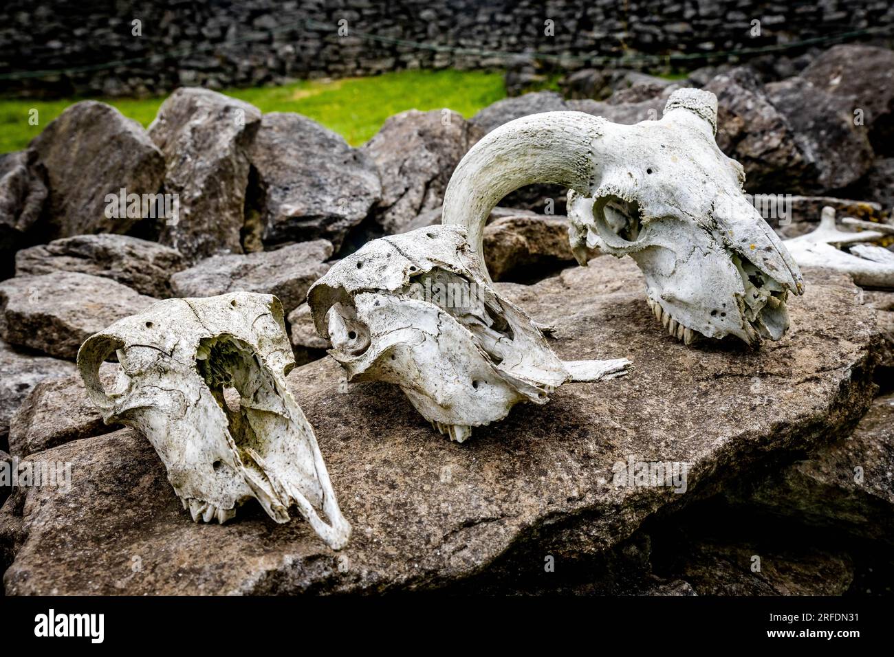 Tiere Schädel verblieben in uralter Nähe auf Stein Stockfoto