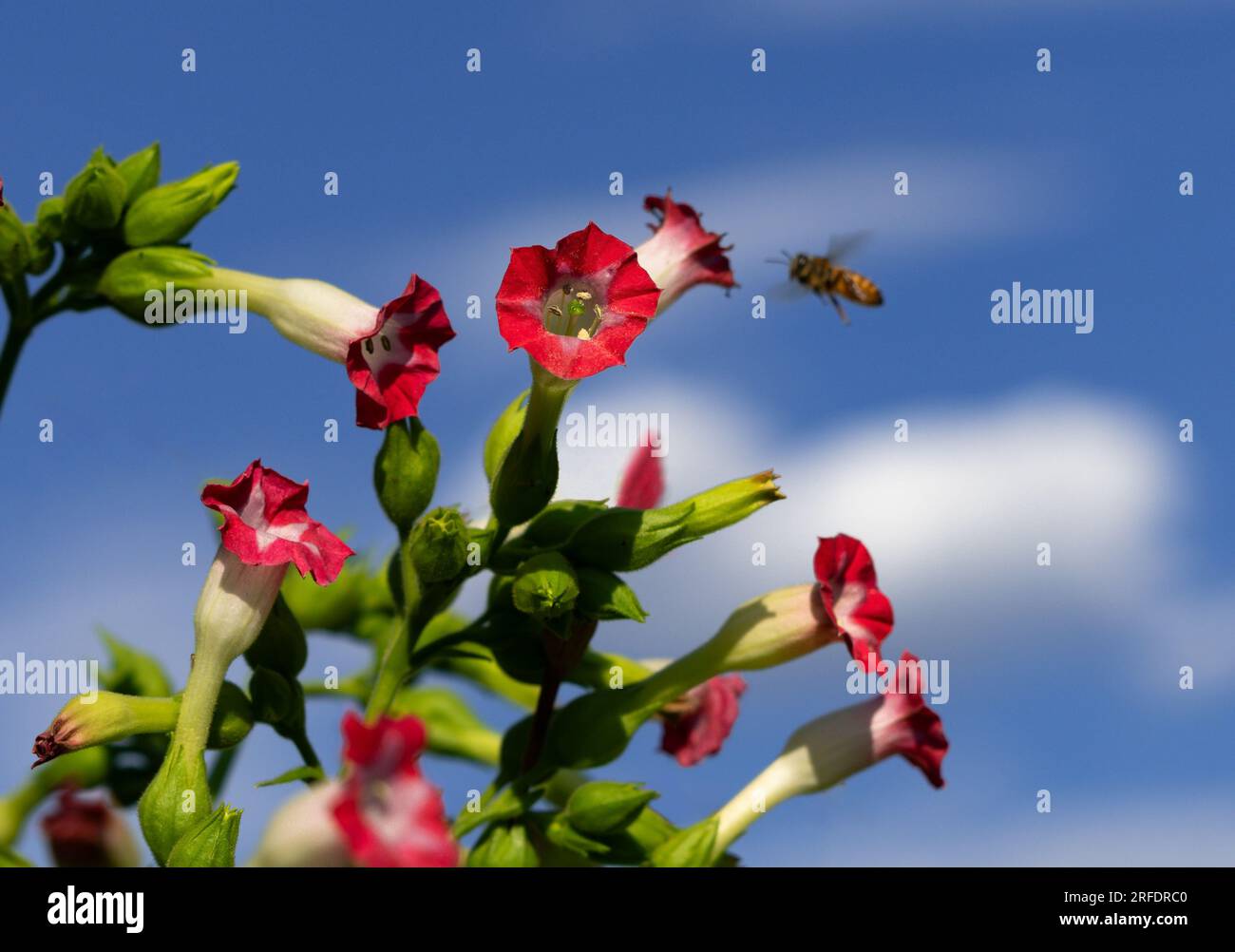 Eine rot blühende Tabakpflanze (Nicotiana tabacum) vor einem wunderschönen blauen Himmel, weißen flauschigen Wolken und schwebenden Bienen. Stockfoto