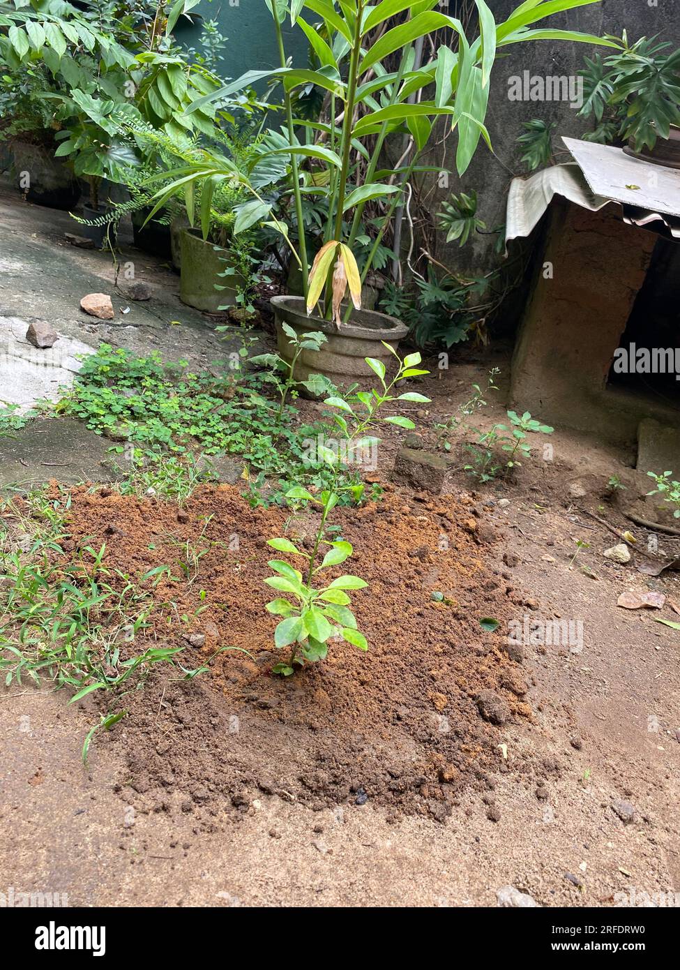 Wunderschöne Blumen im Garten, Sri Lanka. Besuchen Sie Sri Lanka. Stockfoto