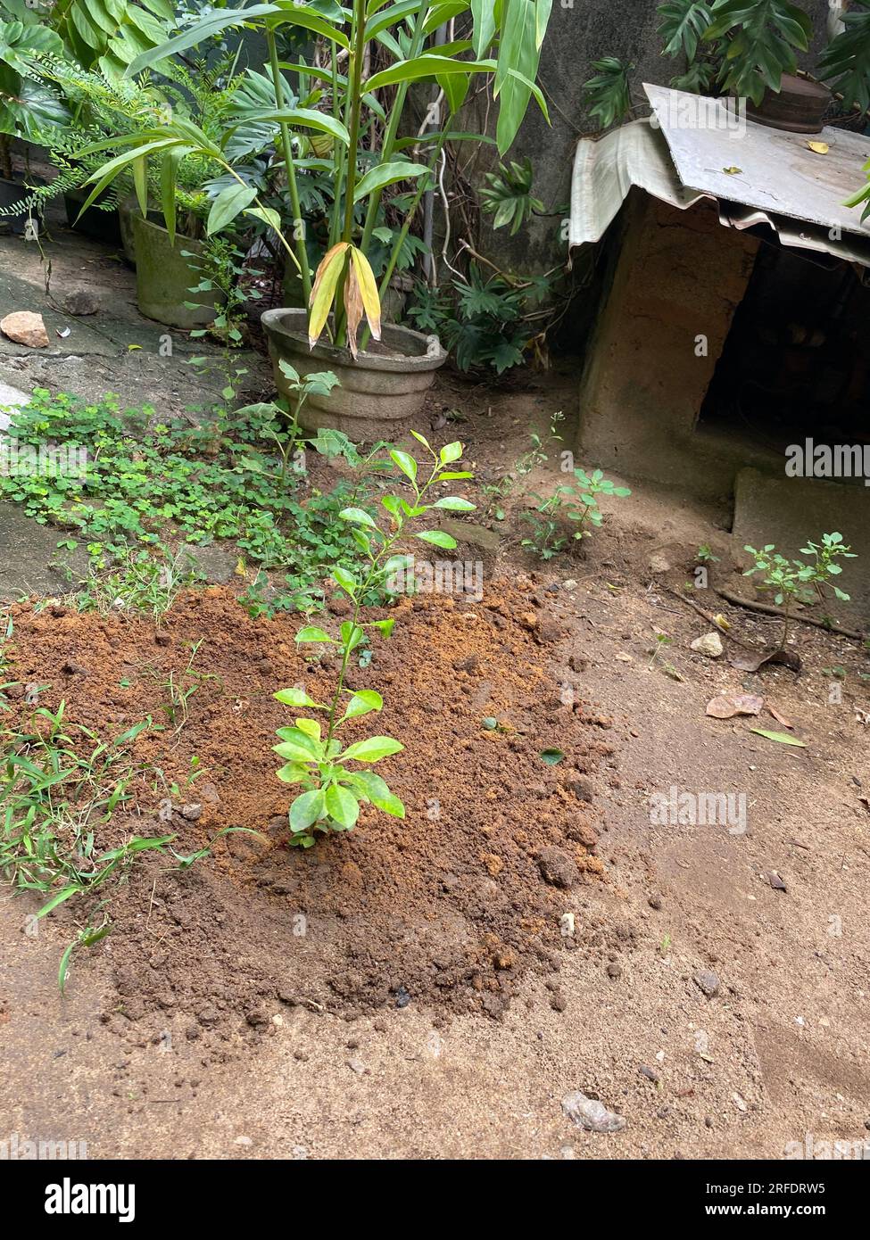 Wunderschöne Blumen im Garten, Sri Lanka. Besuchen Sie Sri Lanka. Stockfoto