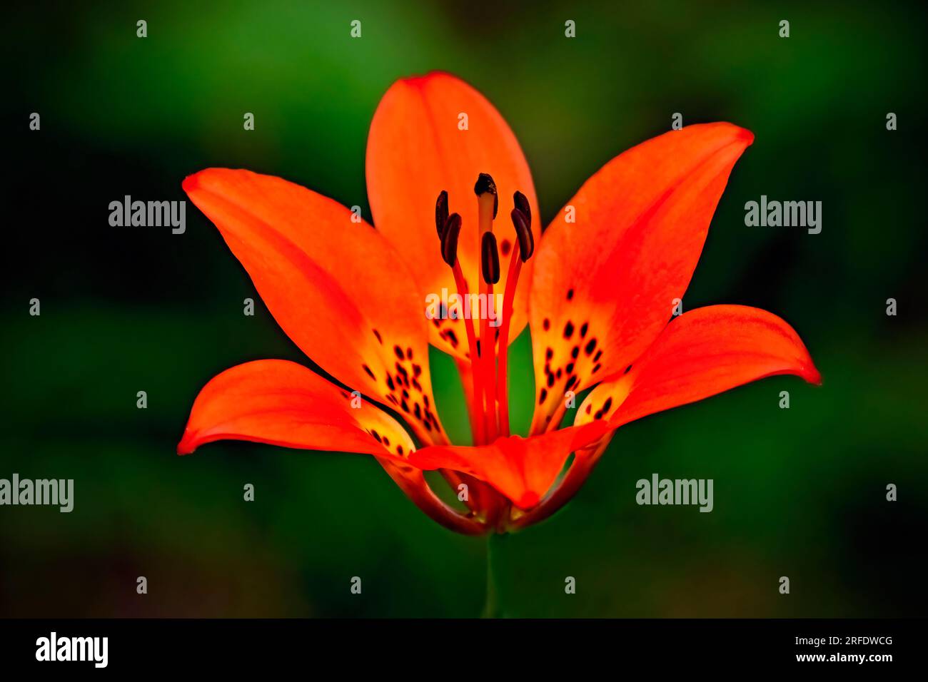 Eine wilde Holzlilie (Lilium philadelphicum); auf dunkelgrünem Hintergrund, der auf dem Waldboden steht Stockfoto