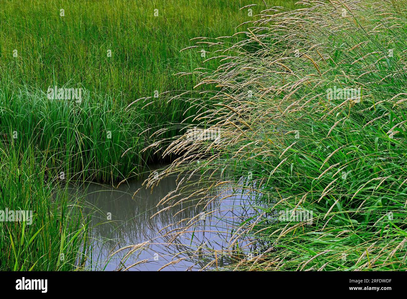 Ein horizontales Bild von Wildgras, das in einem Feuchtgebiet im ländlichen Alberta, Kanada, wächst Stockfoto