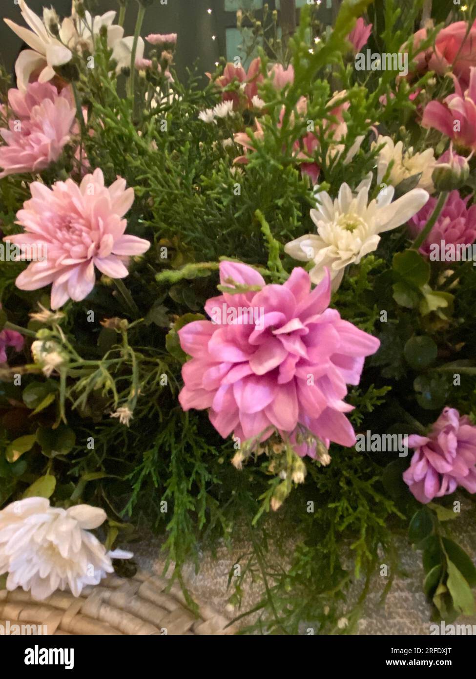 Wunderschöne Blumen im Garten, Sri Lanka. Besuchen Sie Sri Lanka. Stockfoto