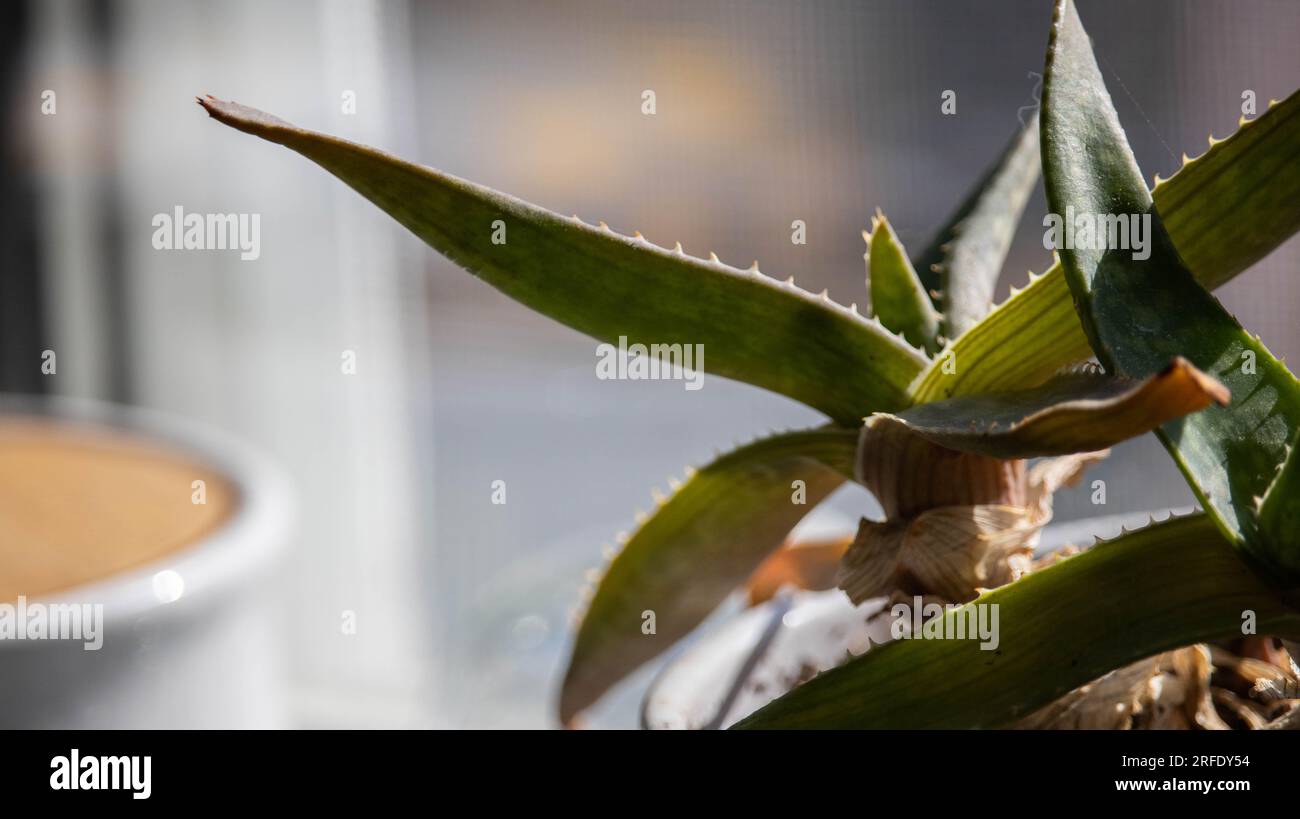 Aloe Vera Pflanze auf der Fensterbank Stockfotografie - Alamy