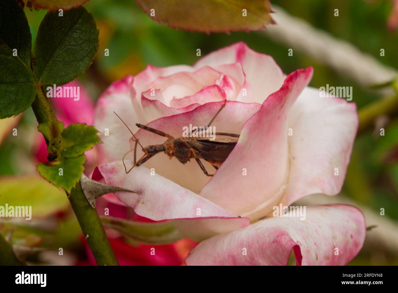 Assassine Bug, Reduviidae Familie, wild, versteckt in Rosenblume, Malanda, Australien. Stockfoto