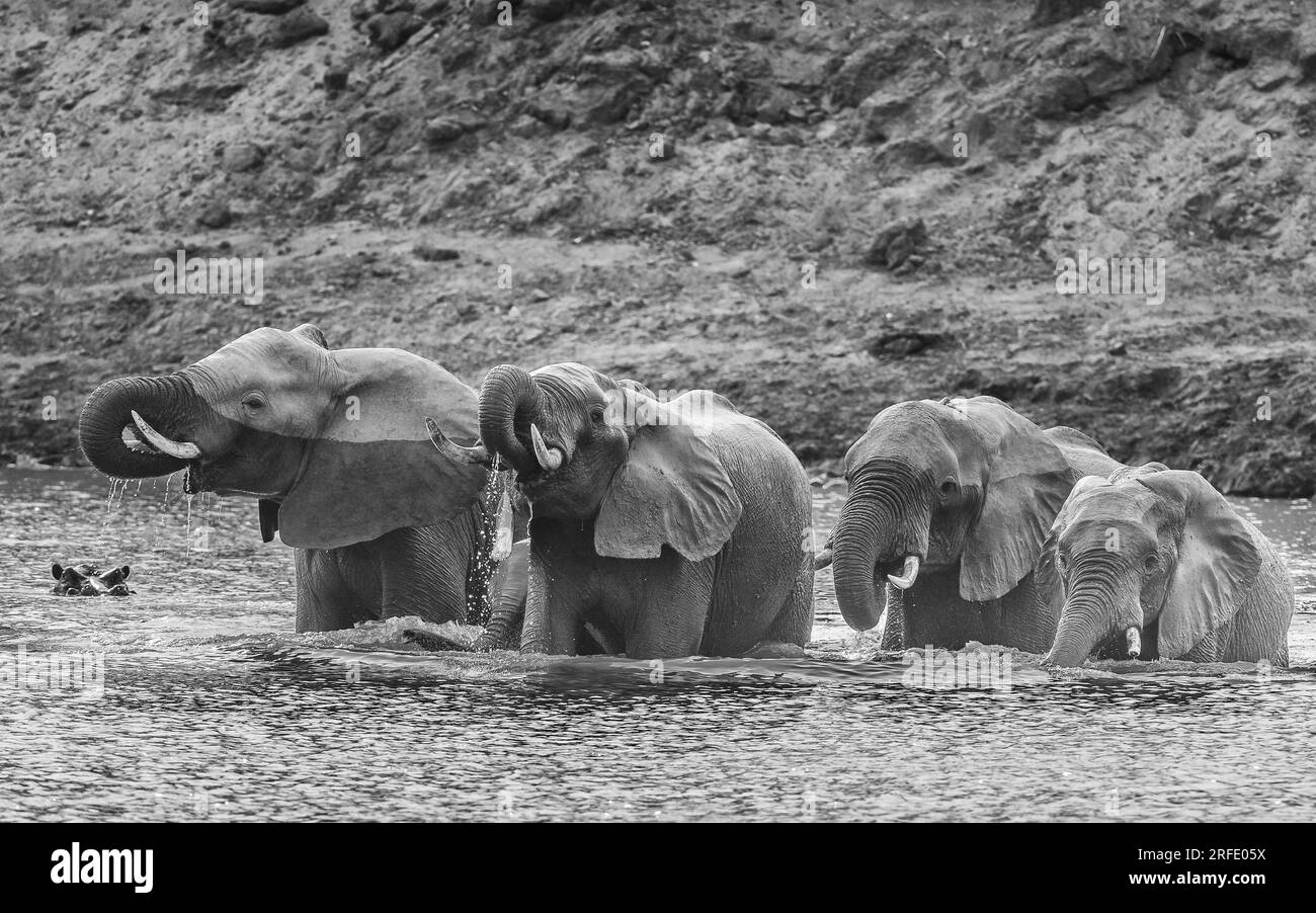 Elefanten, die im Fluss Luangwa trinken - sambia Schwarz-Weiß-Bild Stockfoto