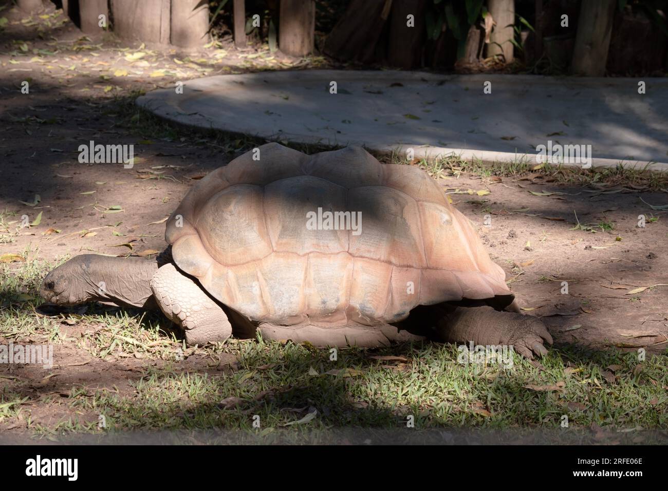 Aldabras Schildkröten sind eine der weltweit größten Landschildkröten Stockfoto