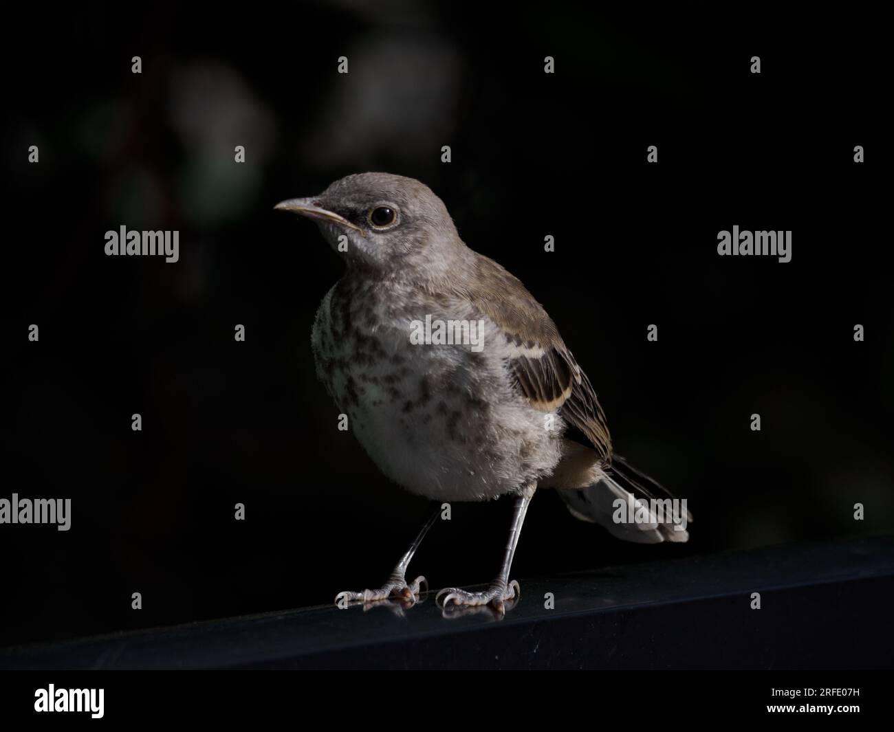 Juvenile Northern Mockingbird (Mimus polyglottos), Alexandria, VA, USA Stockfoto