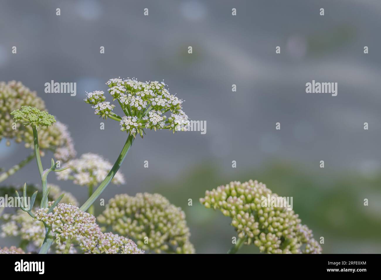Im Sommer erblühen im Freien Felsenblumenpflanzen oder Fenchel Stockfoto