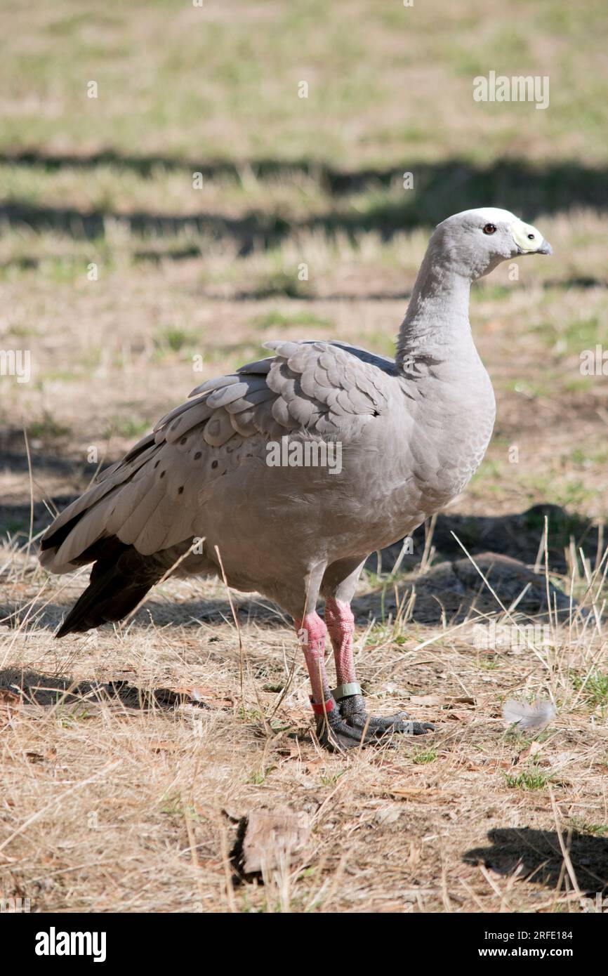 Die Kapbarren-Gans ist eine sehr große, hellgraue Gans mit einem relativ kleinen Kopf. Es hat Reihen großer dunkler Flecken in Linien über den Schultern und Stockfoto