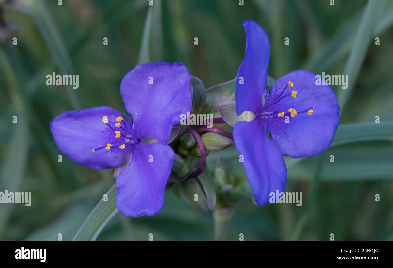 im Lake Phalen Regional Park in Maplewood, Minnesota, USA, blüht im Frühling eine hübsche, lilafarbene Spinnenwürze in tradescantia. Stockfoto