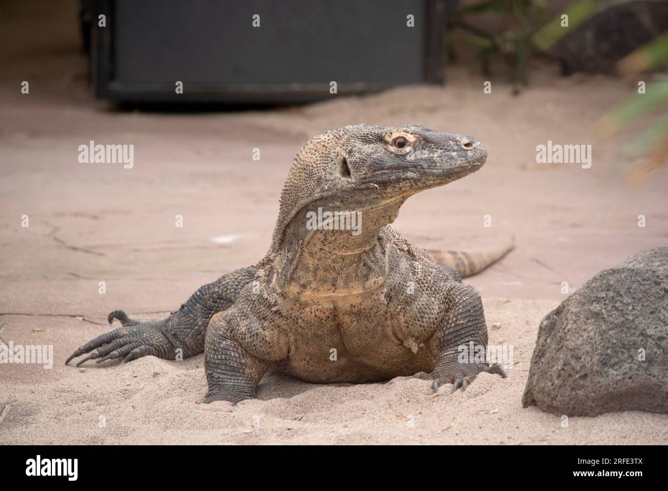 Komodo-Drachen sind große Eidechsen mit langen Schwänzen, starken und beweglichen Hälsen und stabilen Gliedmaßen. Erwachsene haben eine fast einheitliche Steinfarbe mit einer unterschiedlichen, l Stockfoto