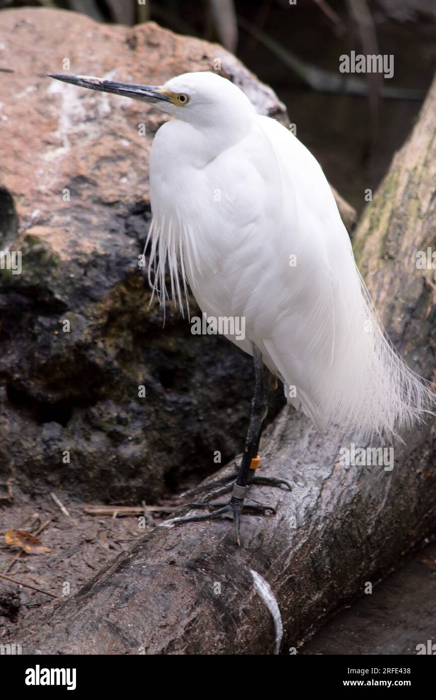 Der Reiher hat einen relativ kurzen, dicken Hals, einen stabilen Schirm und eine gekrümmte Haltung. Er ist überwiegend weiß und hat eine Bräunung um den Kopf Stockfoto