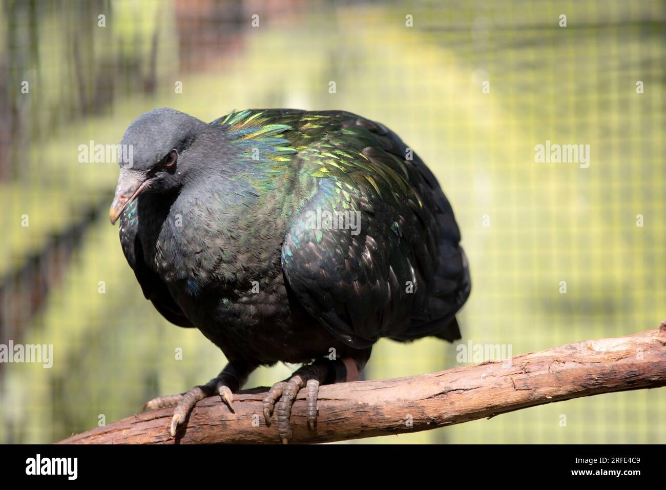 Die allgemeine farbe der nicobar-Taube ist dunkelgrün schillernd mit einem kurzen weißen Schwanz. Das Display des Halses ist grün mit Kupfer und Grün Stockfoto