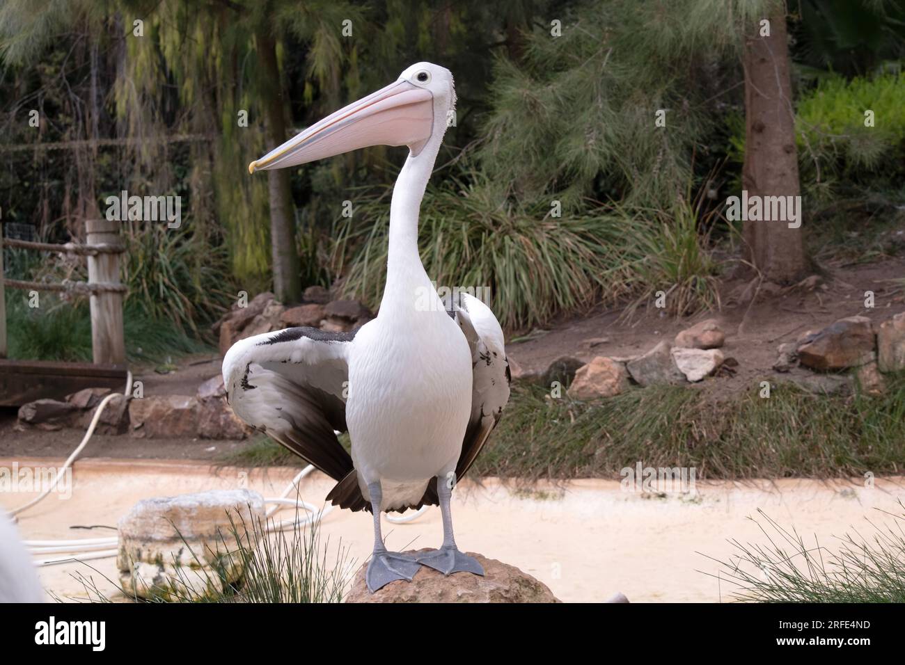 Australische Pelikane sind einer der größten fliegenden Vögel. Sie haben einen weißen Körper und Kopf und schwarze Flügel. Sie haben einen großen rosa Schein. Stockfoto